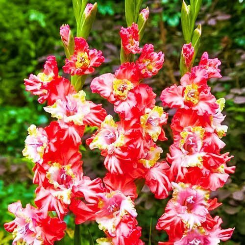 ������ ������ ��������� ������������� ������ ���� ������   ����