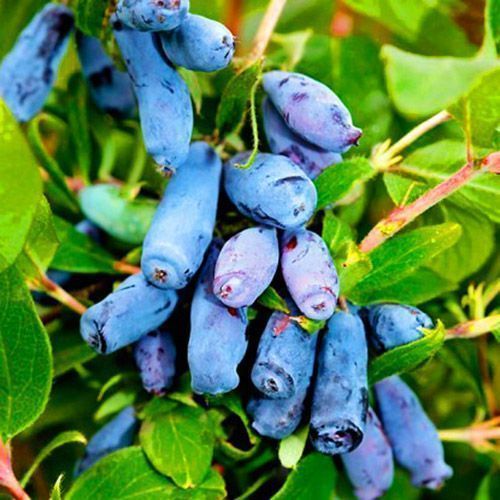 ������ ������ ��������� ���������� �������   ����