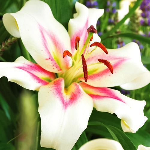 ������ ������ ����� ��-������ �������   ����