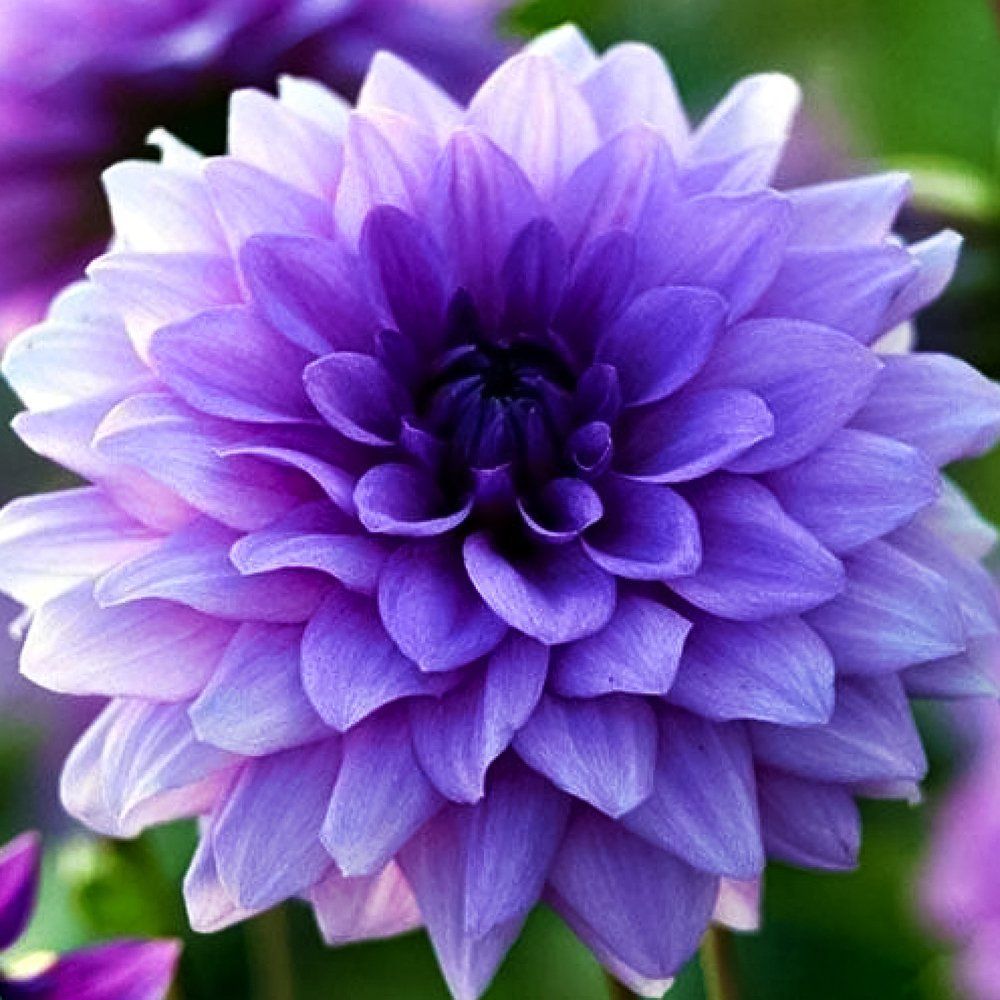 ������ ������ �������� ������������ ��� ���   ����