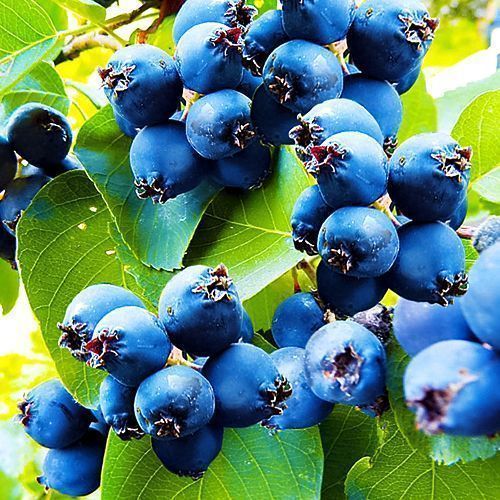 ������ ������ ���� ��������   ����