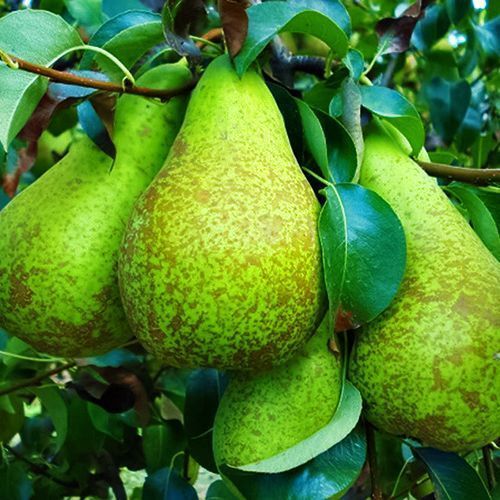 ������ ������ ����� �����������   ����