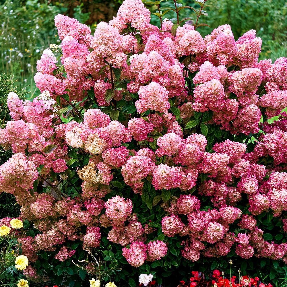 ������ ������ ��������� ����������� ��������� ���� ����   ����