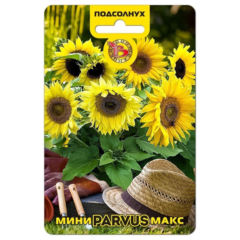 ������ ������ ��������� ���������� ����-���� Parvus ����������   ����