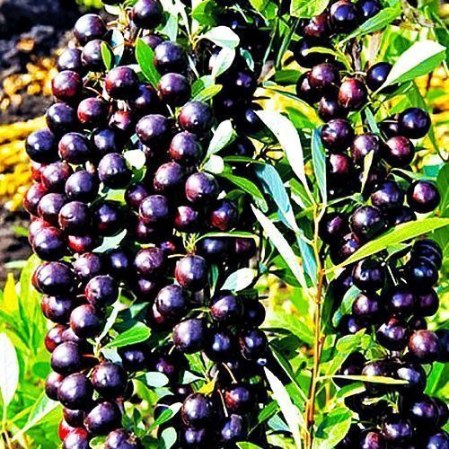 ������ ������ ����� ������   ����