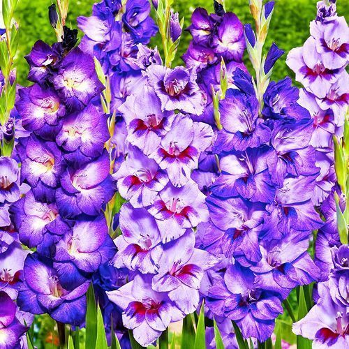 ������ ������ ��������� ��������������� ��� ����   ����