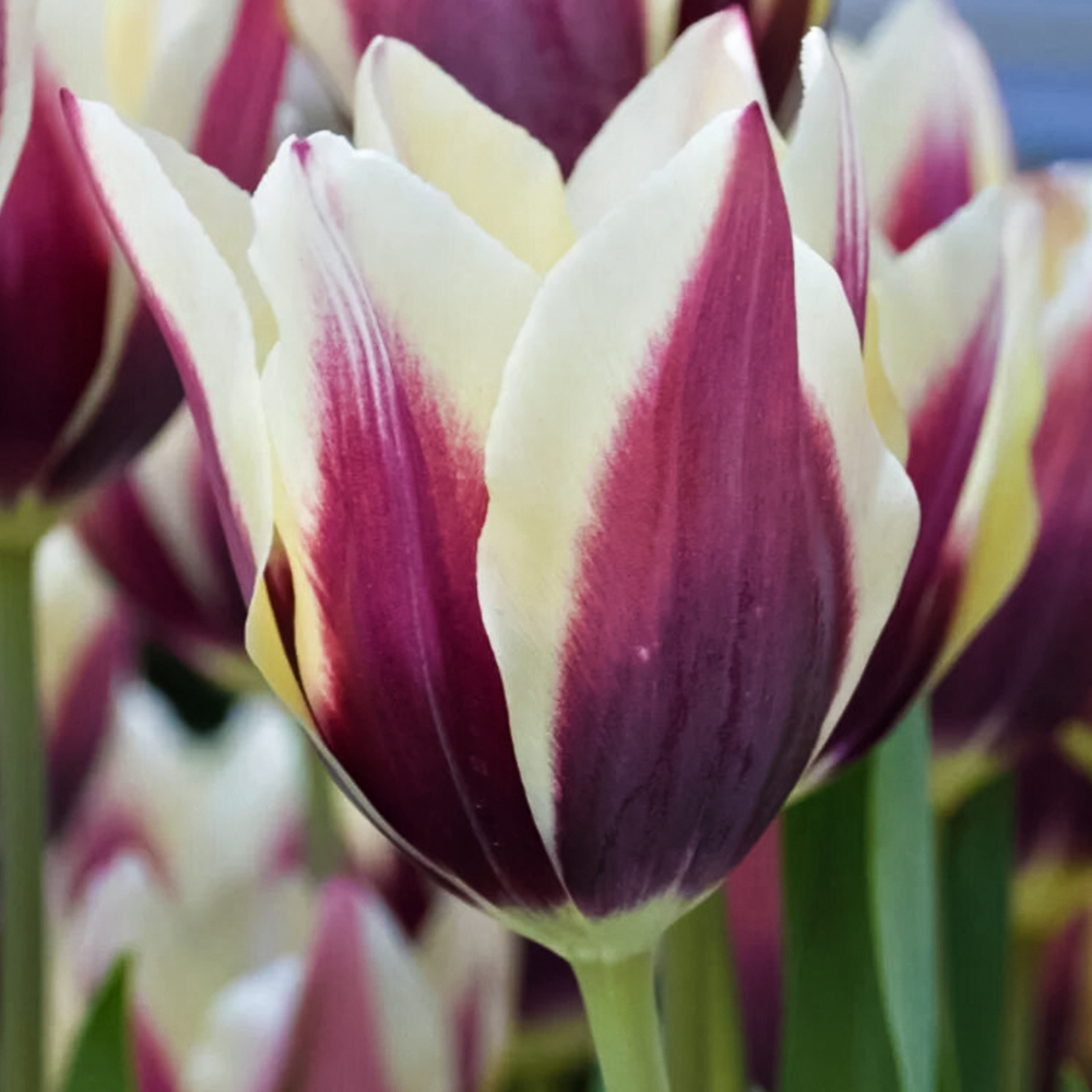 ������ ������ ������� ������������ ��������   ����