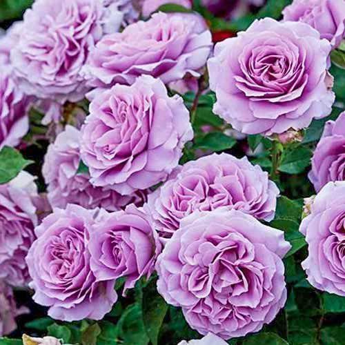 ������ ������ ���� ���������� ��� ����   ����