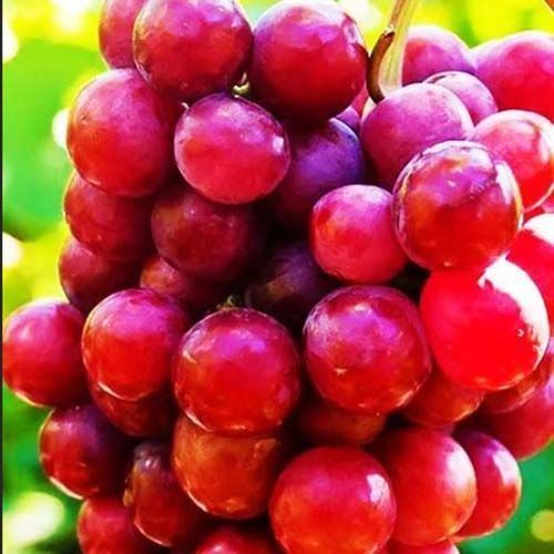 ������ ������ �������� ������ ������� �����   ����