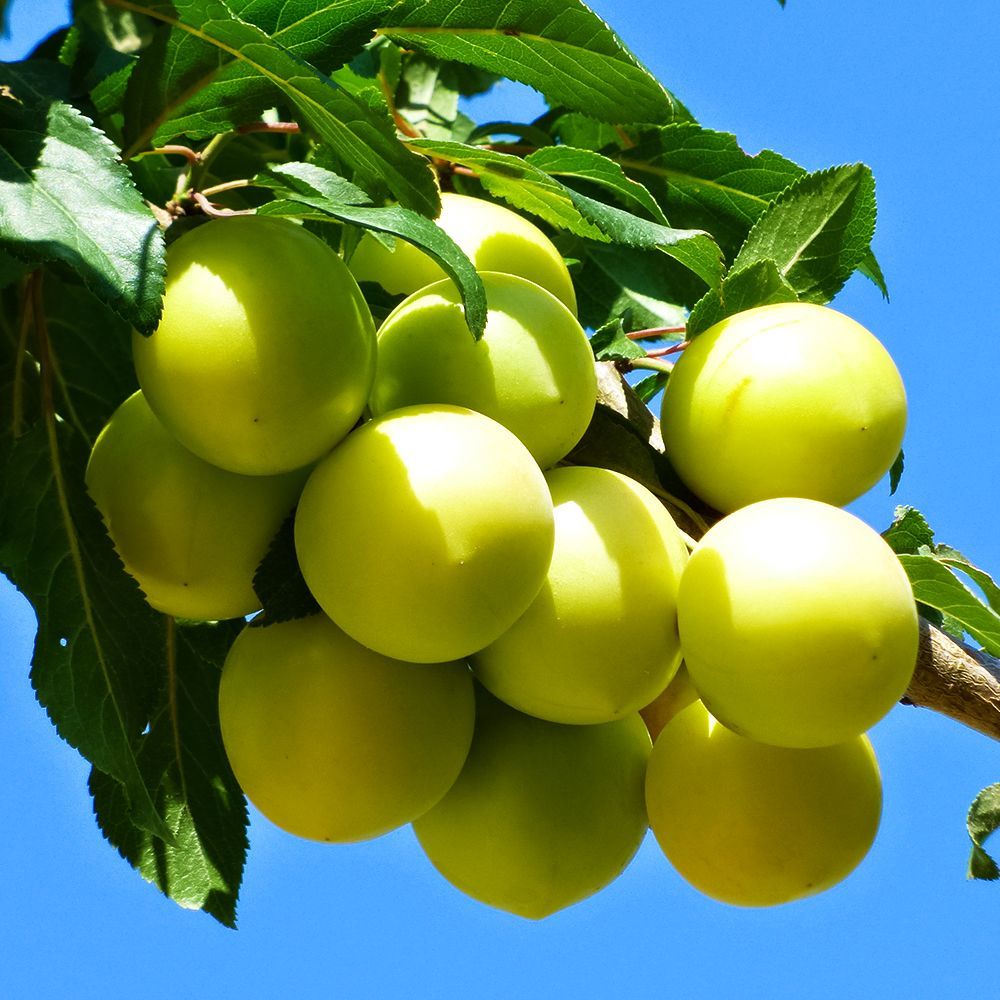 ������ ������ ����� ���������� � ����������� ������� ������ ������   ����