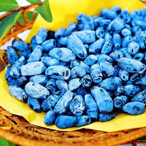 ������ ������ ��������� ��������� ������ ��������   ����