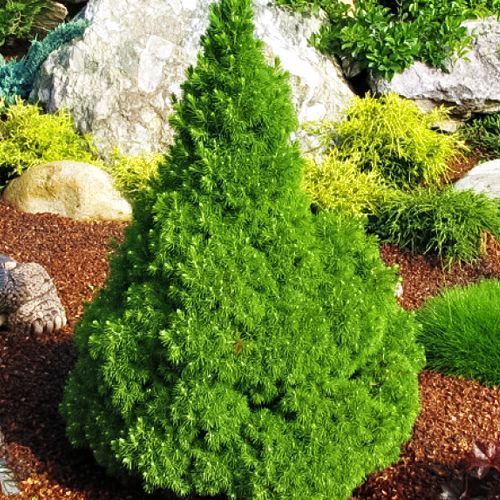 ������ ������ ��� ��������� ������ ��������   ����