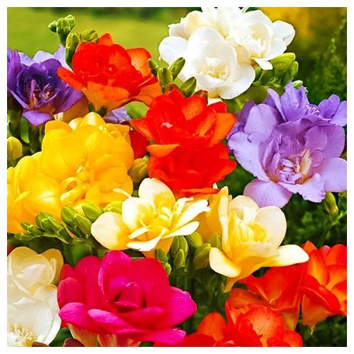 ������ ������ ������ �������� ������ ������, ����   ����