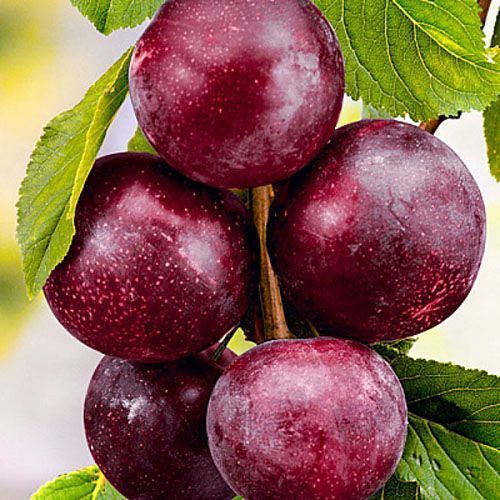 ������ ������ �������� (������ �����, ���������, ��������) ������� �������   ����