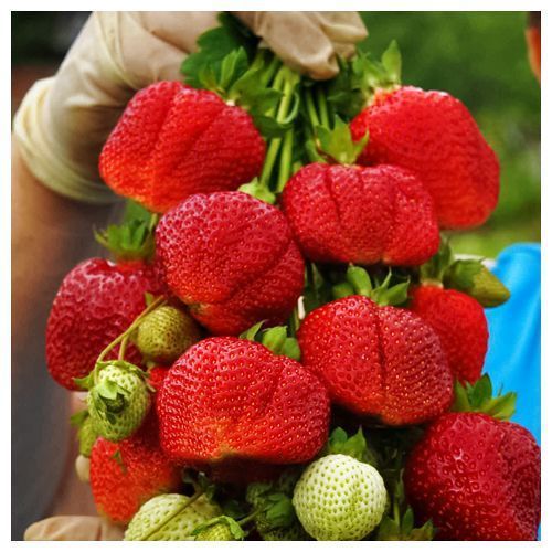 ������ ������ ��������� ������������ (�������������) ������� �� ����   ����