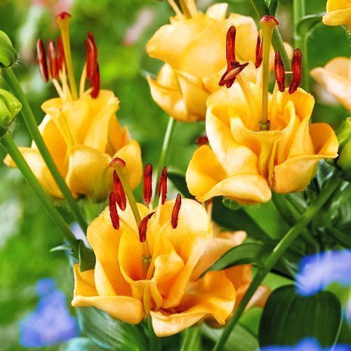 ������ ������ ����� ��������� �������� ������� ����   ����