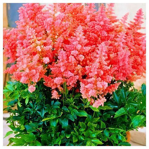 ������ ������ �������� �������� ������ ��� �������   ����