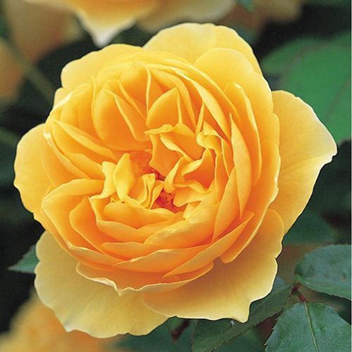 ������ ������ ���� ���������� ������ �����   ����