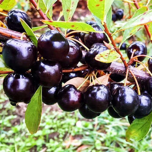 ������ ������ �������-�������� ������ ������ �����   ����