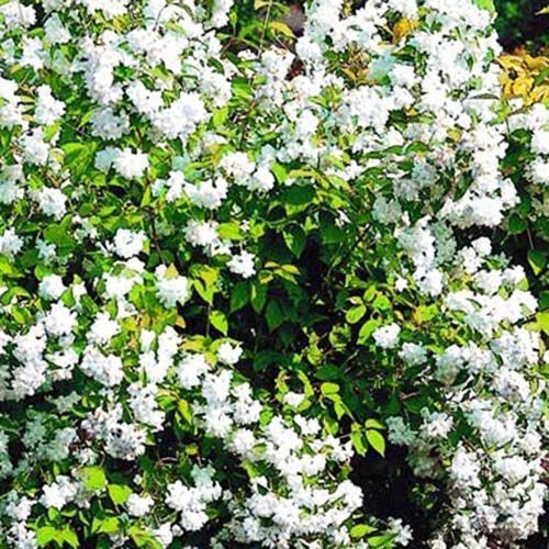 ������ ������ �������� (������) ����� �����   ����