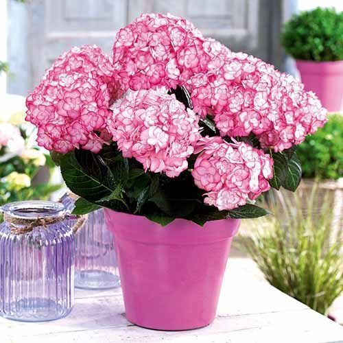 ������ ������ ��������� ������������� ���� �����   ����