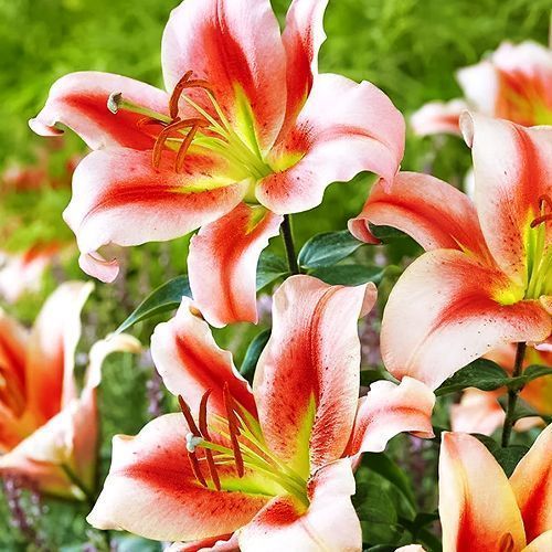 ������ ������ ����� ��-������ ������� �����   ����