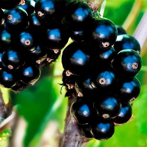 ������ ������ ��������� ������ ��� ���   ����