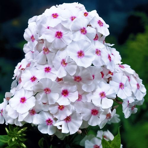 ������ ������ ����� ����������� ���� ��������   ����