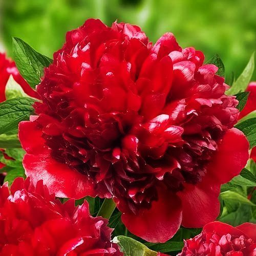 ������ ������ ���� ���   ����