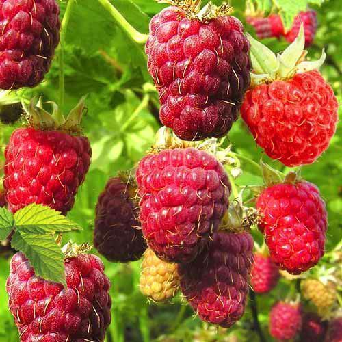 ������ ������ ��������� ������ ��������   ����