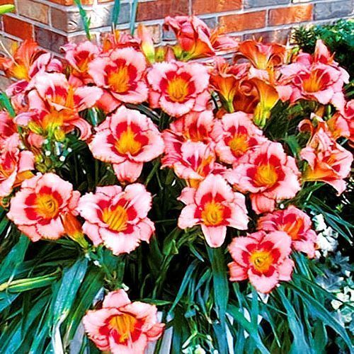 ������ ������ �������� ��������� �����   ����