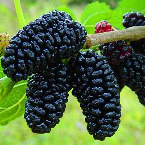 ������ ������ ��������� ������ ���������   ����