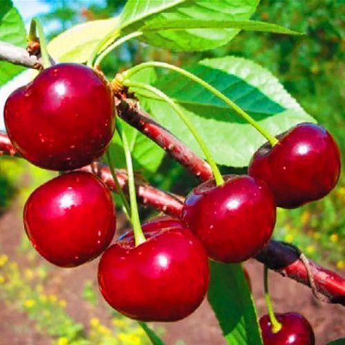 ������ ������ ����� ������   ����