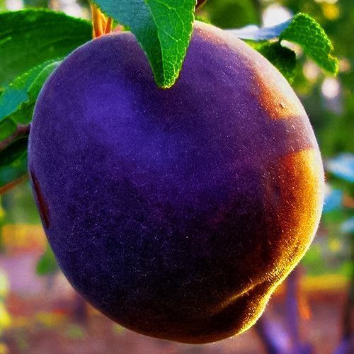 ������ ������ ������� ������ �����   ����