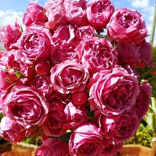 ������ ������ ���� ����� ����� �����   ����