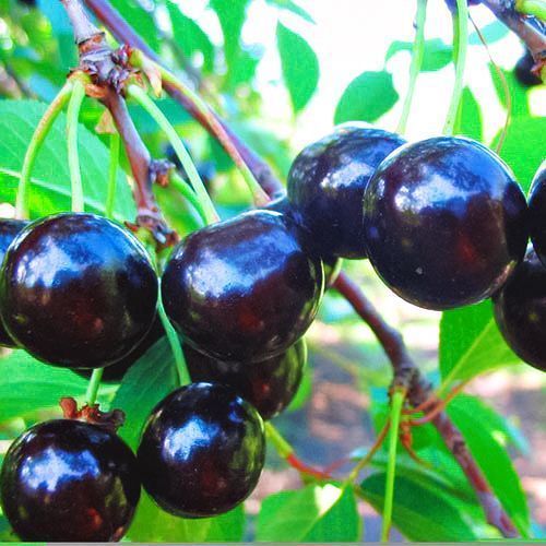 ������ ������ ������� ������������� ������   ����