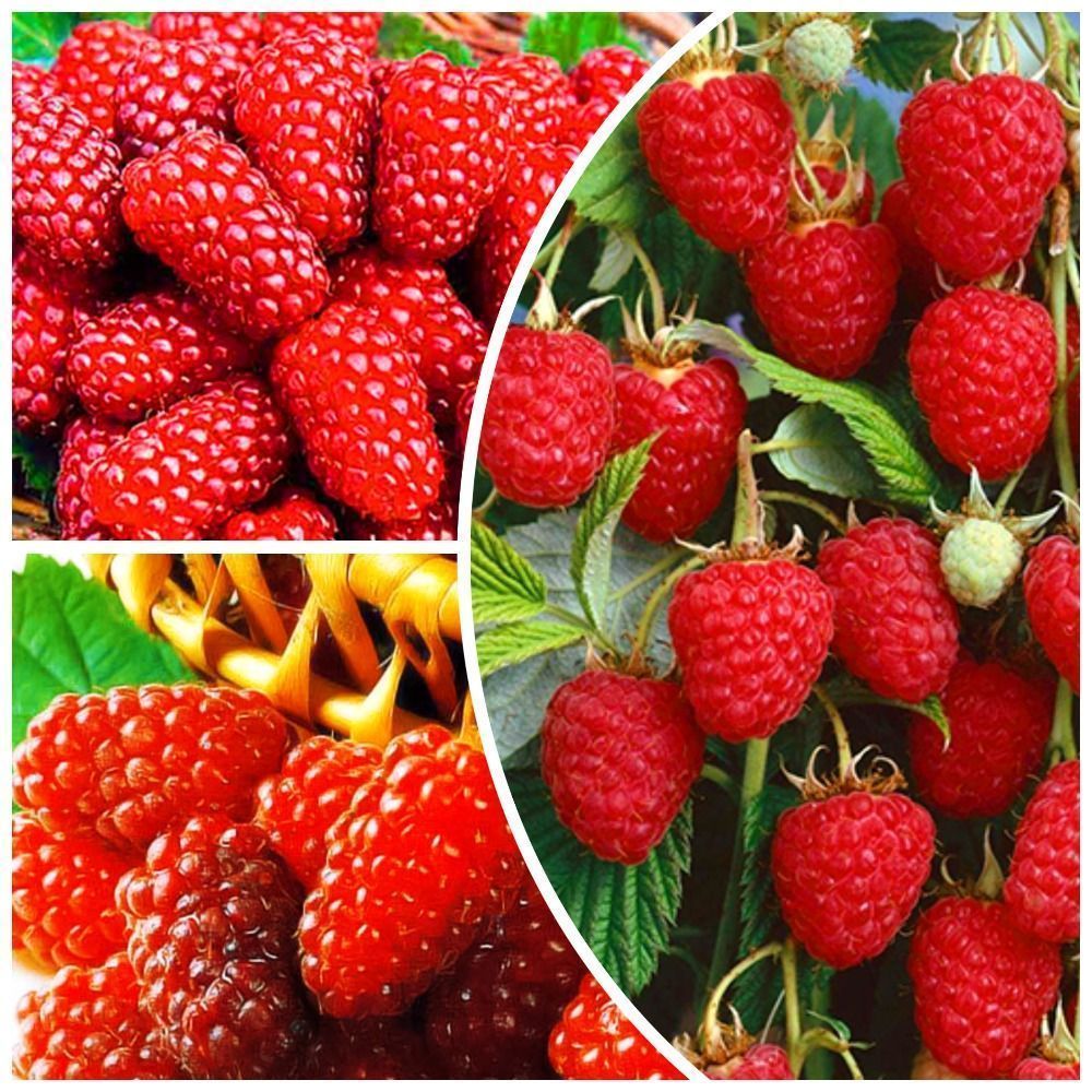 ������ ������ �����������! �������� ������ 