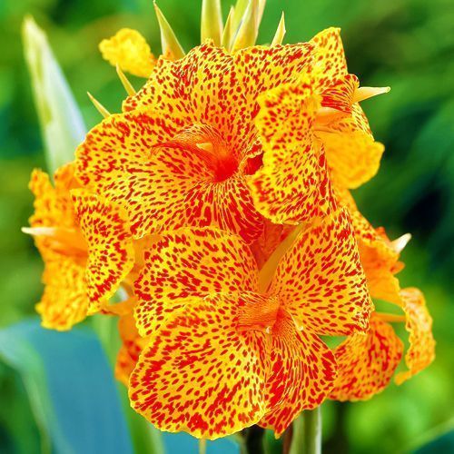 ������ ������ ����� �������   ����