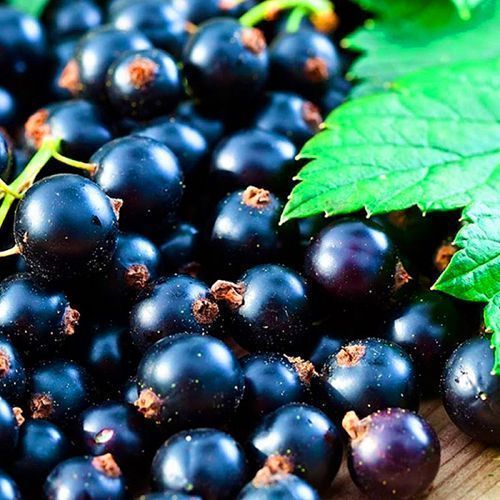 ������ ������ ��������� ������ �������   ����