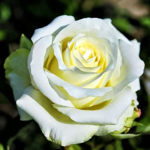 ������ ������ ���� �����-��������� ������ ����   ����