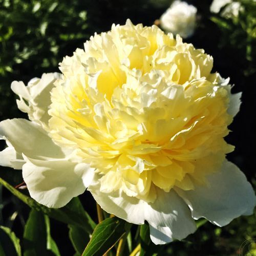 ������ ������ ���� ���������   ����