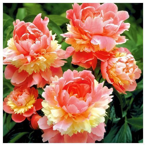 ������ ������ ���� ������   ����