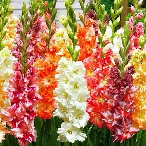 ������ ������ ��������� ������������� ������, ����   ����