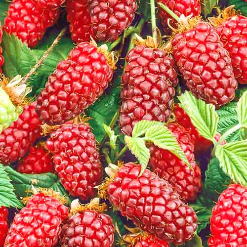 ������ ������ ��������� ��������   ����