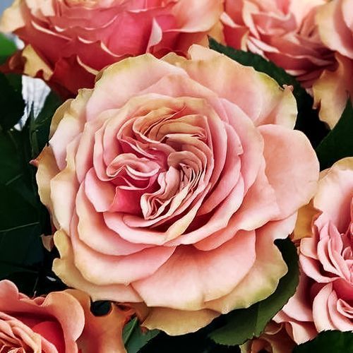 ������ ������ ���� �����-��������� ������ �����   ����