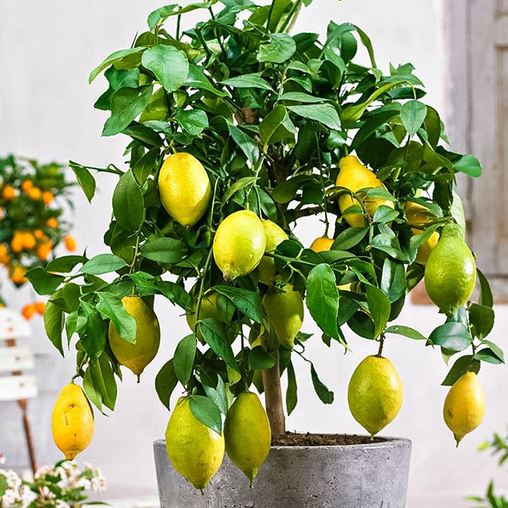 ������ ������ ������ ��������� ����� �������   ����