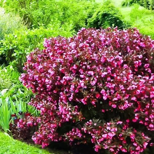 ������ ������ ������� ���� ��������   ����