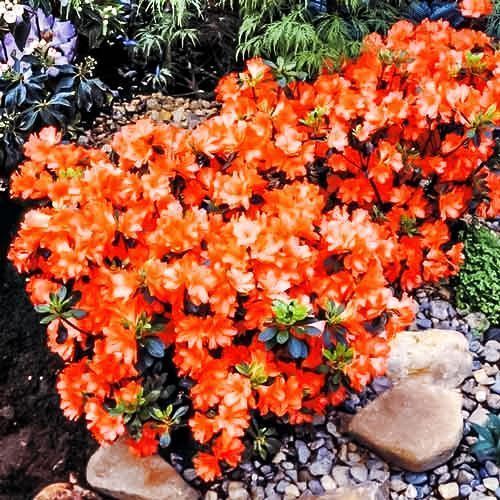 ������ ������ ������ ����� �����   ����