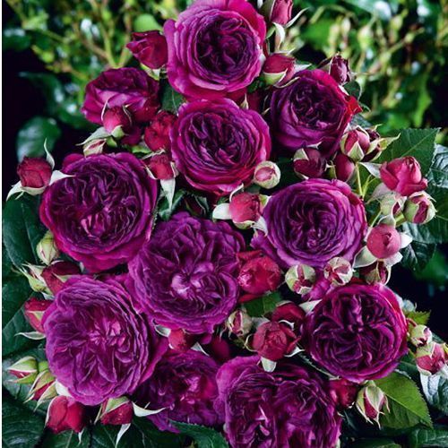 ������ ������ ���� ���� ���� ����   ����