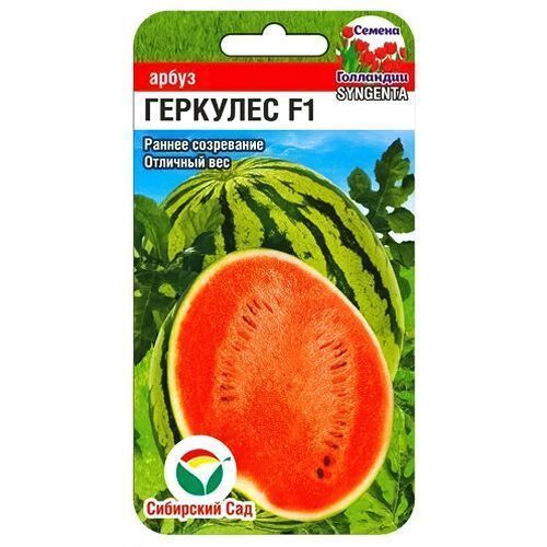 ������ ������ ����� �������� F1 ��������� ���   ����